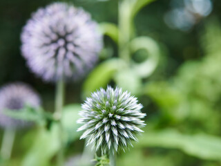 A small group of spiky, geometric Globe Thistles, gentle purples and greens complimenting each other, with a heavily defocused background.