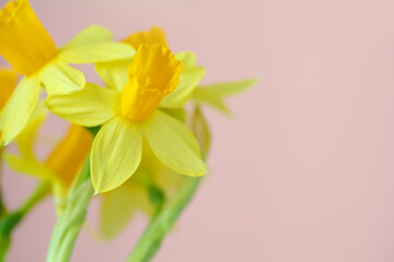 Yellow spring flowers on a pastel ping background macro, narcissus floral bouquet frame