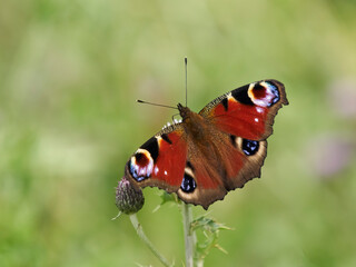 A peacock butterfly perched on a thistle flower in bright, soft summer sunlight.