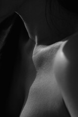 Bare neck, shoulders and collarbones of a beautiful woman. Beauty and details of the female body....