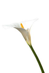 Calla flower on white background