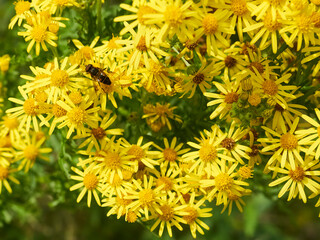 A cluster of wild-grown ragwort flowers provide a welcome rest-spot for a fly to stop and refuel with nectar before continuing its pollinating journey.