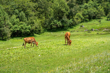 Cow in mountain grazing the green fields. Cow of uttarakhand eating grass