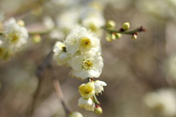 Closeup of white plum blossoms in early spring. Copy space.