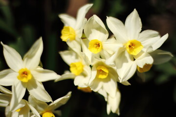 Narcissus (daffodils) bloom in a garden.