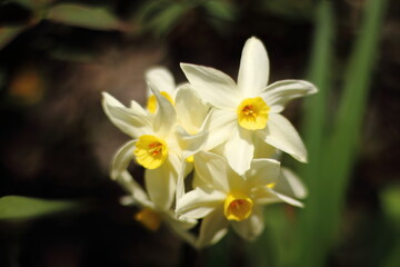 Fototapeta na wymiar Narcissus (daffodils) bloom in a garden.