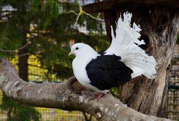 a pigeon with a broad white tail