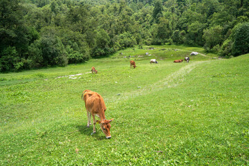Cow in mountain grazing the green fields. Cow of uttarakhand eating grass