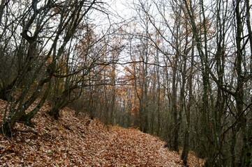 a forest road in autumn colors