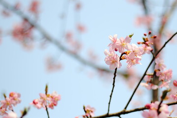 Sakura (Cherry blossoms) tree with beautiful blue sky.