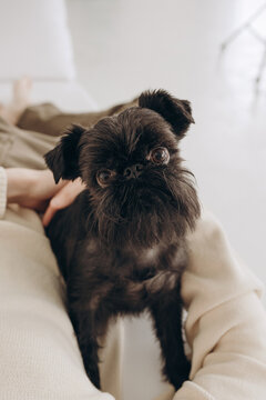 Brussels griffon portrait on a white background, isolated