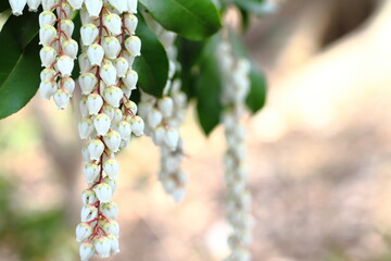Bell-shaped flowers of Pieris japonica or Japanese andromeda (Asebi in Japanese).