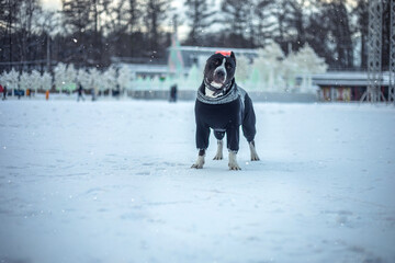 Black and white dog on a winter day. Snow day. American Staffordshire Terrier. Beautiful dog.