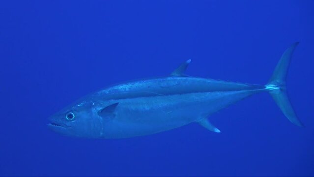 Dogtooth Tuna opening mouth while swimming in the blue ocean