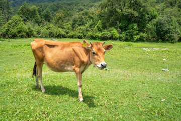 Naklejka na ściany i meble A Indian cow in a green field. A young calf eating green grass. A cow in Rudranath uttarakhand trek