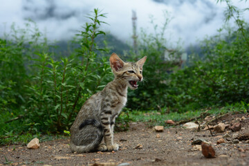 A cat roaring in the field. Angry Cat