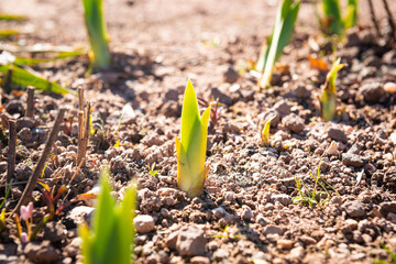 onions growing in the ground bud growing in the soil sprouted plant