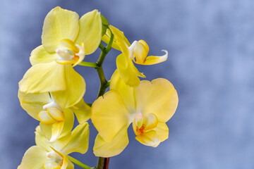 Naklejka na ściany i meble Blooming lovely yellow orchids. Hobbies, floriculture, home flowers, houseplants