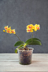 Blooming orchids in pots. Hobbies, floriculture, home flowers, houseplants