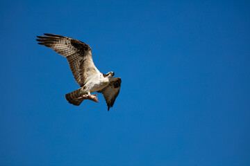 An Osprey Flying Low with a Fish Hanging from its Talons in a Blue Sly