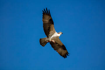 An Osprey Flying Low with a Fish Hanging from its Talons in a Blue Sly