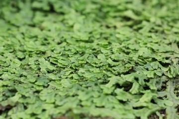 Fototapeta premium green moss background