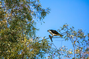An Osprey Perched on a Tree Branch with Fish Hanging from its Talons