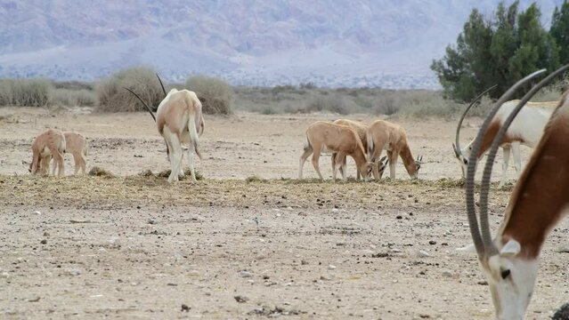 Antelope scimitar horn Oryx (Oryx leucoryx). Due to danger of extinction, the species was introduced from Sahara and adopted in nature reserves of the Middle East