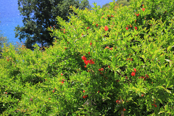 Fototapety na wymiar - Fototapeta24.pl