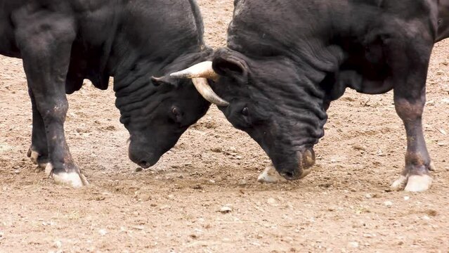 Angry bull is fighting with his rival.  Caucasian festival in Turkey.