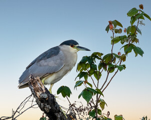 Heron 1