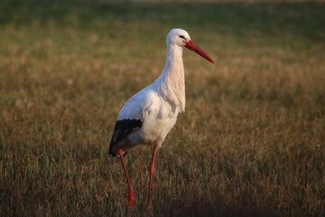 White stork early morning