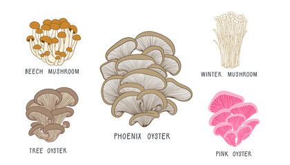 Vector set of mushrooms isolated on white background. Pleurotus salmoneostramineus. Forest edible fungi. Liquid culture. Agaricus djamor