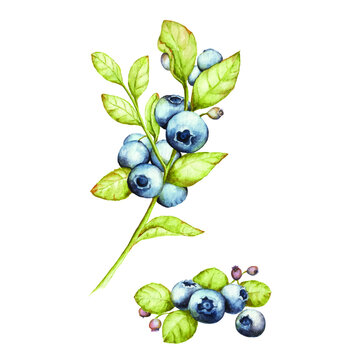 Blueberry watercolor drawing vector format. Blueberry watercolor illustration stock image