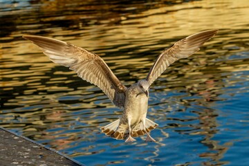Brown and white gull in flight ( Larus michahellis) in the port of Barcelona (Spain), selective focus.