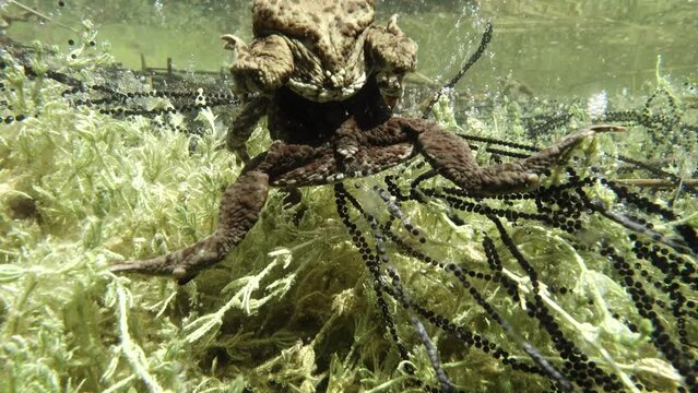 Common toad (Bufo bufo) stays in amplexus for several days and, as the female lays a long, double string of small black eggs, he fertilises them with his sperm.