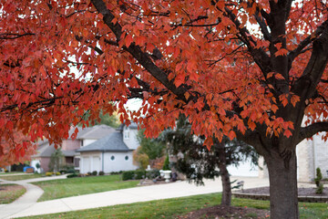 Colorful Autumn Tree along a Beautiful Neighborhood Sidewalk in Illinois