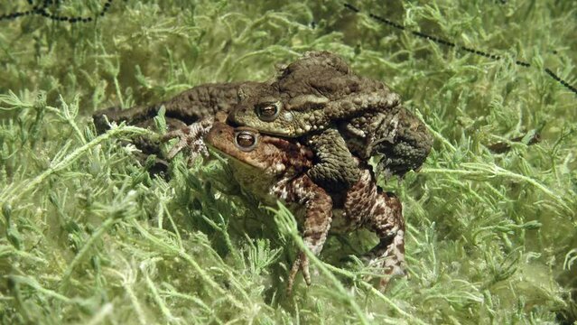 Common Toad (Bufo Bufo) Males  Grasping Females With Their Fore Limbs Under The Armpits In A Grip That Is Known As Amplexus.