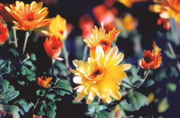Obraz na płótnie Canvas orange and flowers