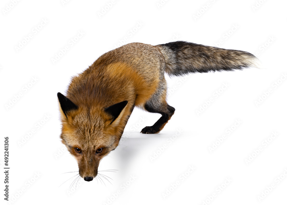 Poster classic red fox aka vulpes vulpes, jumping of edge. looking down and away from the camera. isolated 