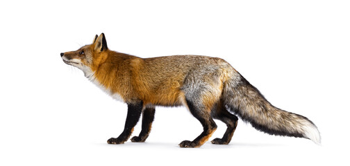 Classic red fox aka Vulpes vulpes, standing side ways. Looking side ways beside the camera. Isolated on a white background.