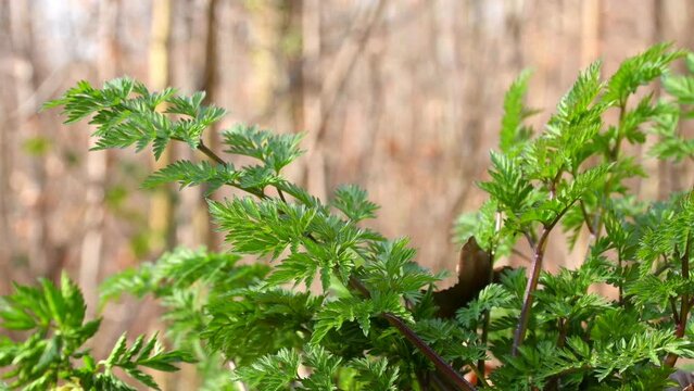 Chervil in a German forest, spring spice for soups