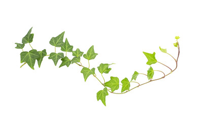 ivy isolated on a white background