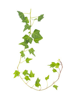 ivy isolated on a white background