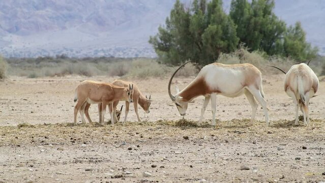 Antelope scimitar horn Oryx (Oryx leucoryx). Due to danger of extinction, the species was introduced from Sahara and adopted in nature reserves of the Middle East