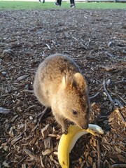 squirrel in the forest