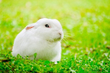 A cute white rabbit on the grass.