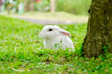 A cute white rabbit on the grass.