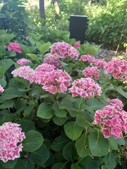 pink flowers in a garden