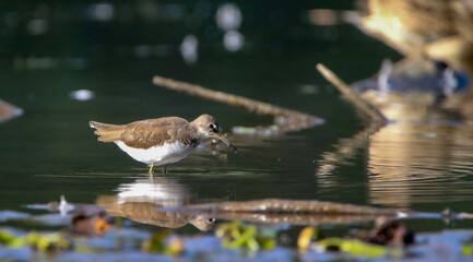 Green sandpiper at Rhine